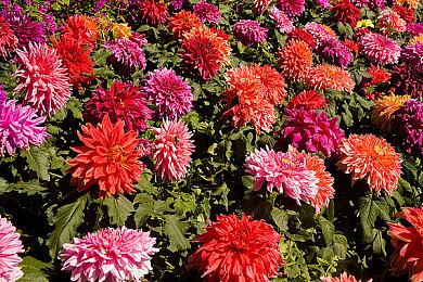 德军总部开发者MachineGames对Xbox展会信心十足